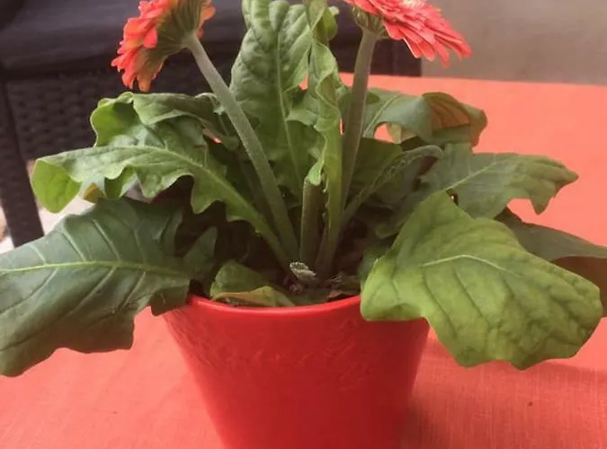 Anna Bed & Breakfast